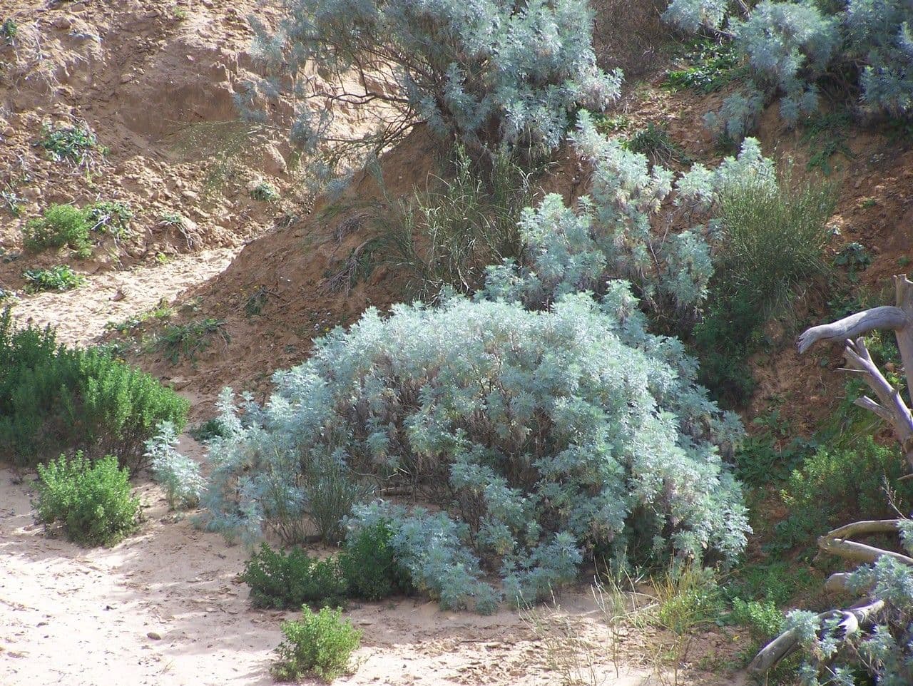 Artemisa 8
