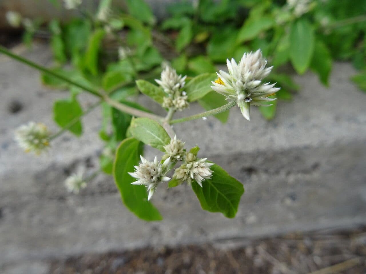 Yellow joyweed