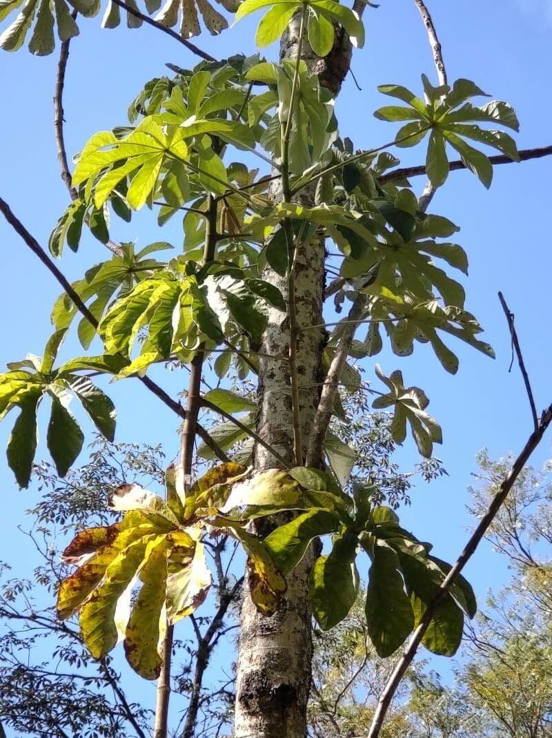 Cecropia pachystachya 6