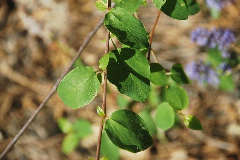 Lemmons Ceanothus 8
