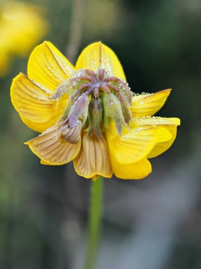 Hippocrepis 10