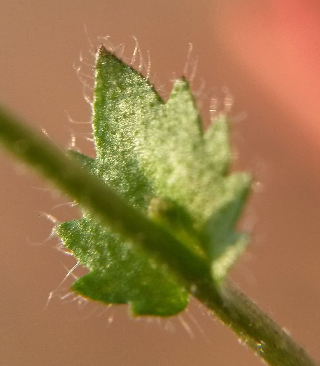 Draba murale 17