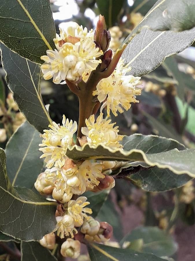 Laurel 6