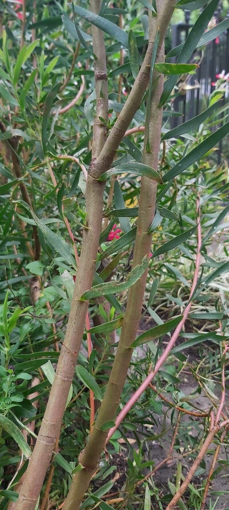 Leucadendron 16