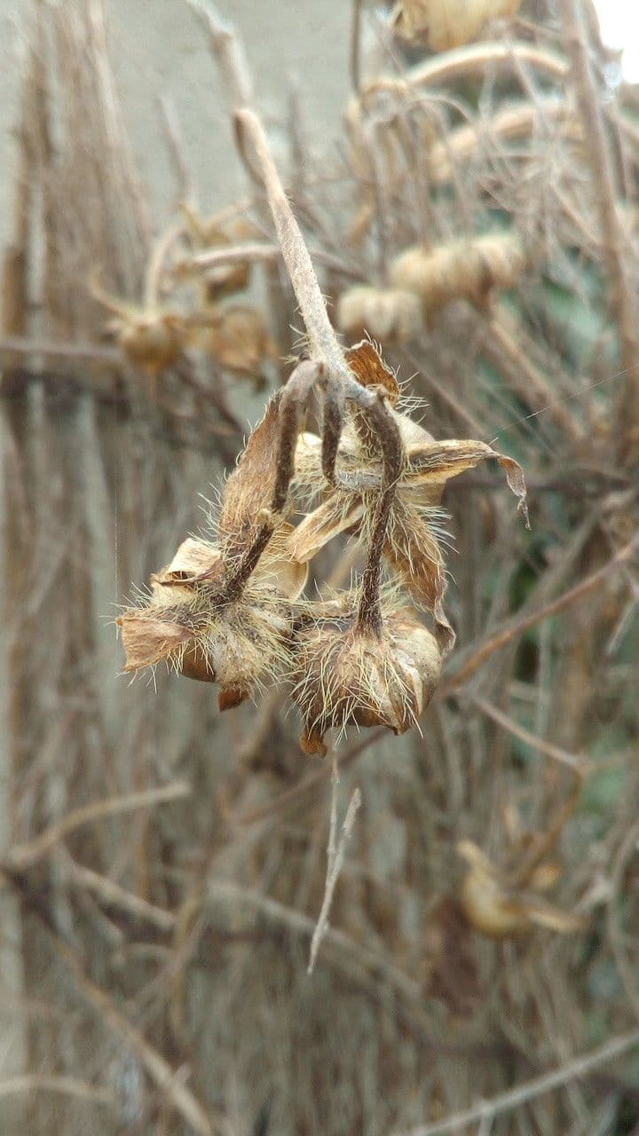 Purpur-Prunkwinde 3