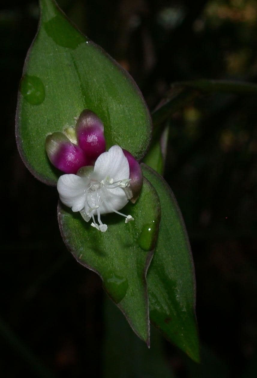 Cohitre blanco 7