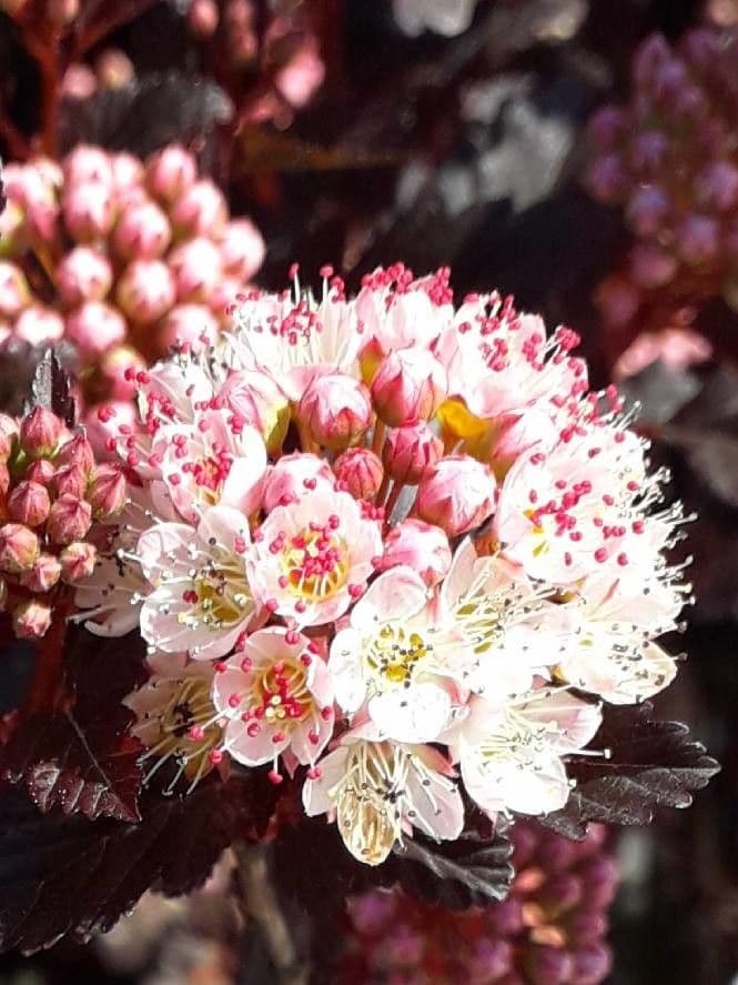 Physocarpus capitatus 10