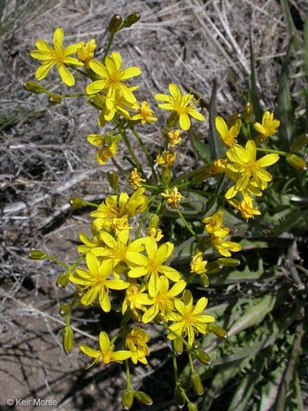 Cerefolio acuminado 7