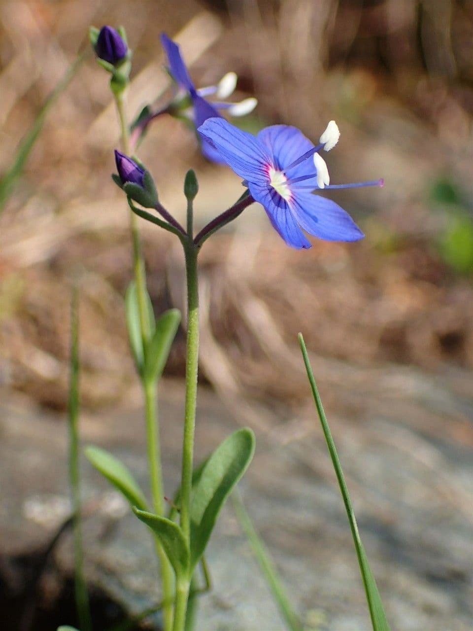 Rock speedwell 11