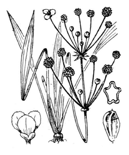 Alisma ranuncoloide 24