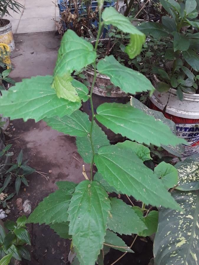Elatostema