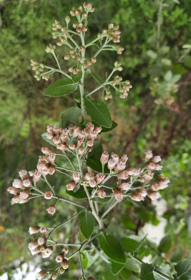 Pluchea indica 2