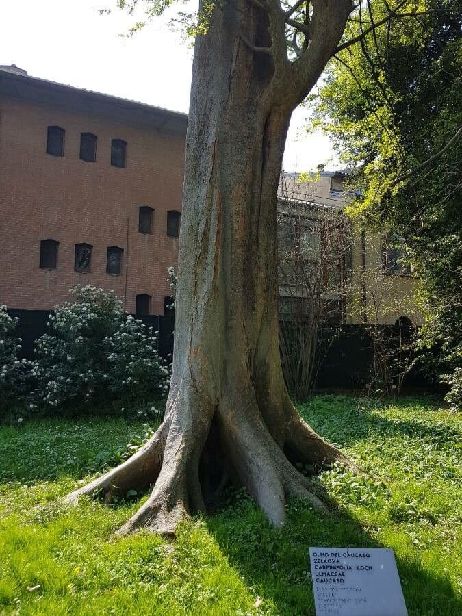 Zelkova del Caucaso 9