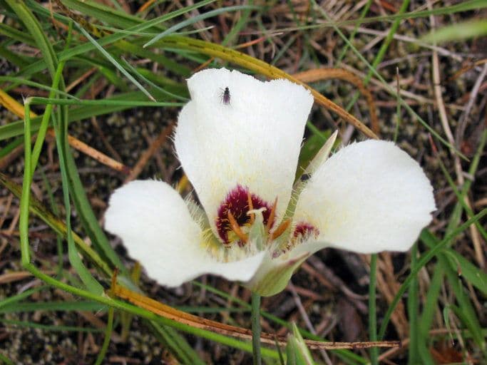 Calochortus 2