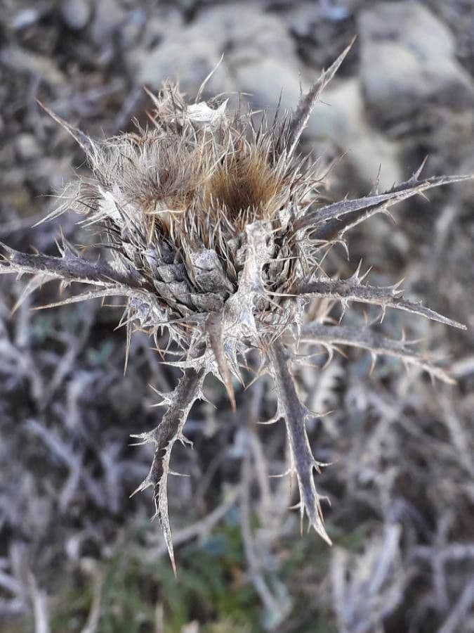 Carlina corimbosa 3