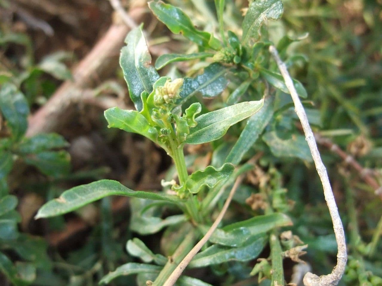 Gualda 29