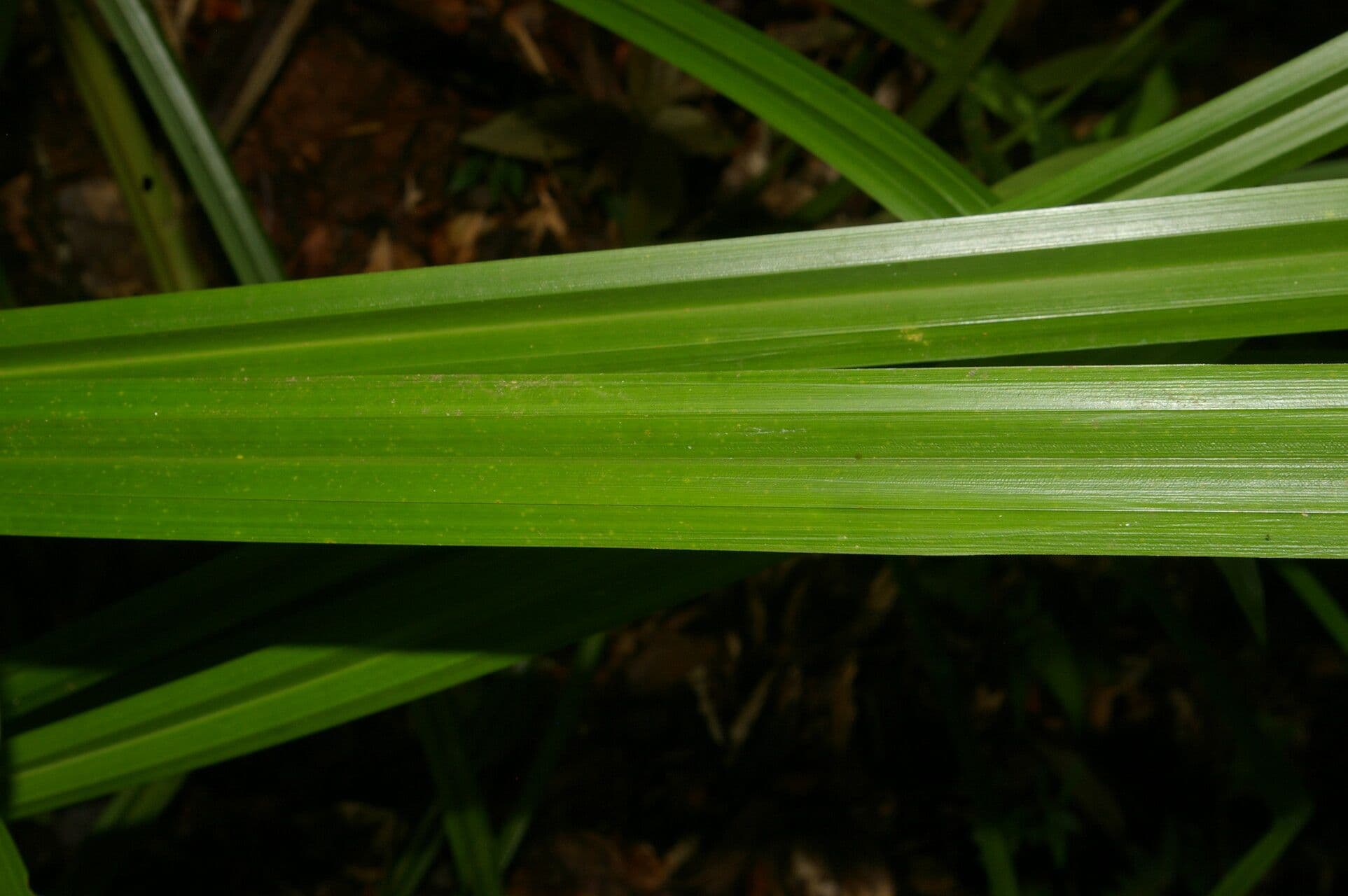 Becquerelia cymosa 11