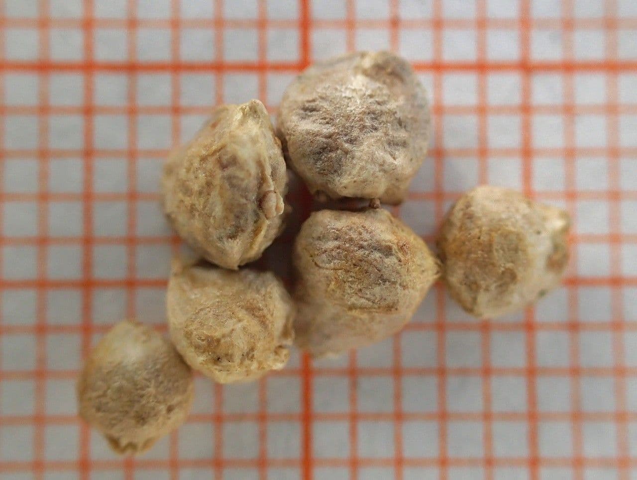 Spinaci 27