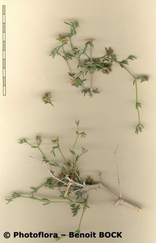 Gymnocarpos 23