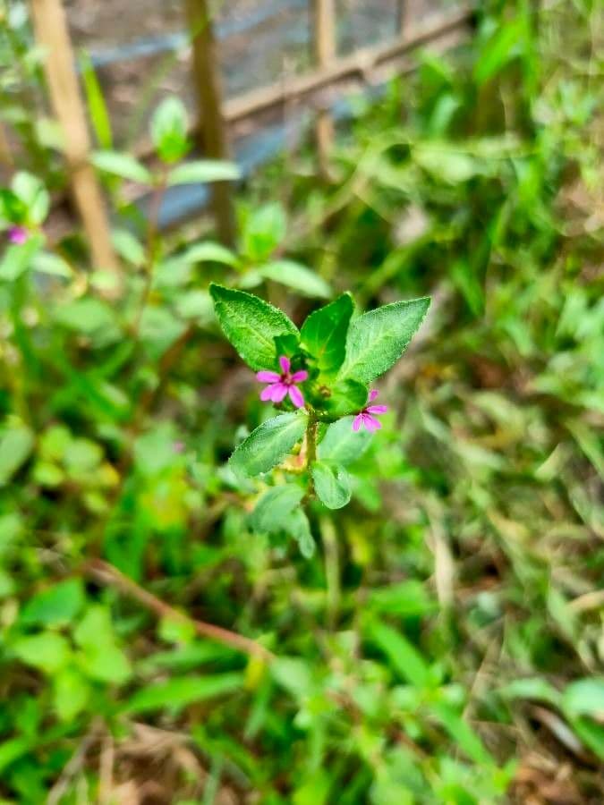 Cuphea
