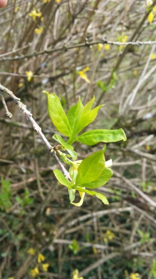 Forsythia pendula 14