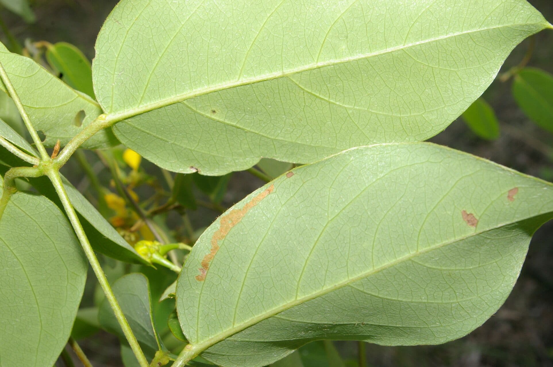 Stigmaphyllon 12