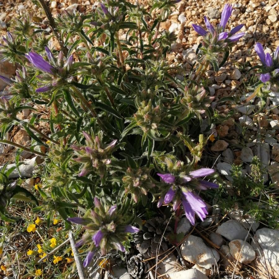 Penstemon 12