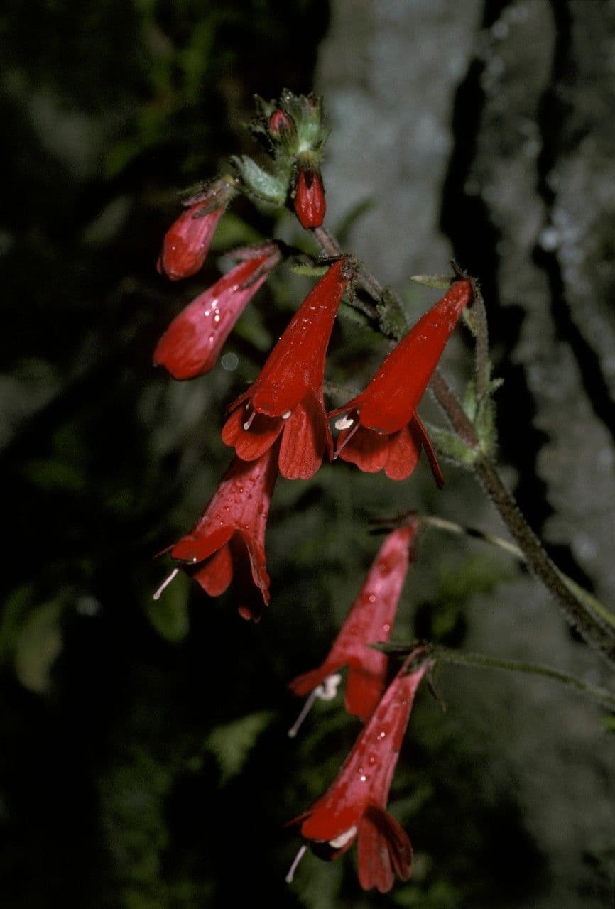 Ourisia