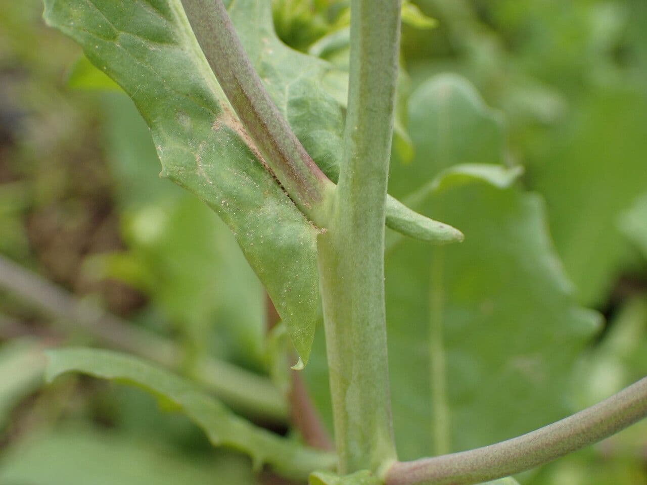 Calepina irregular 25