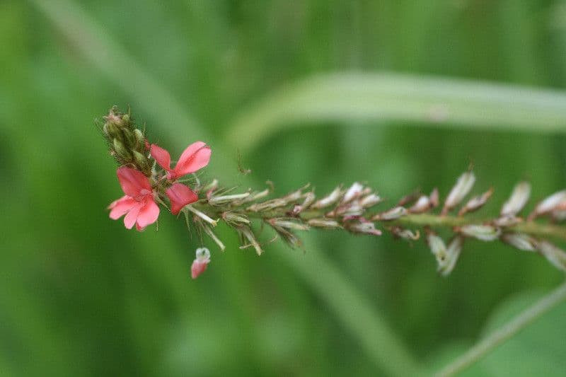 Indigofera 9