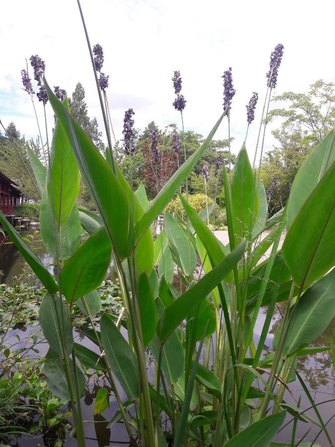 Thalia dealbata 10