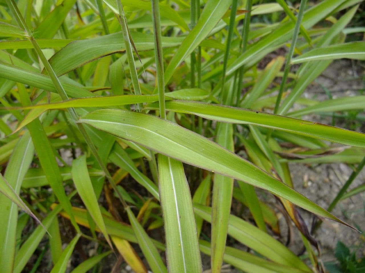 Spodiopogon sibiricus 8