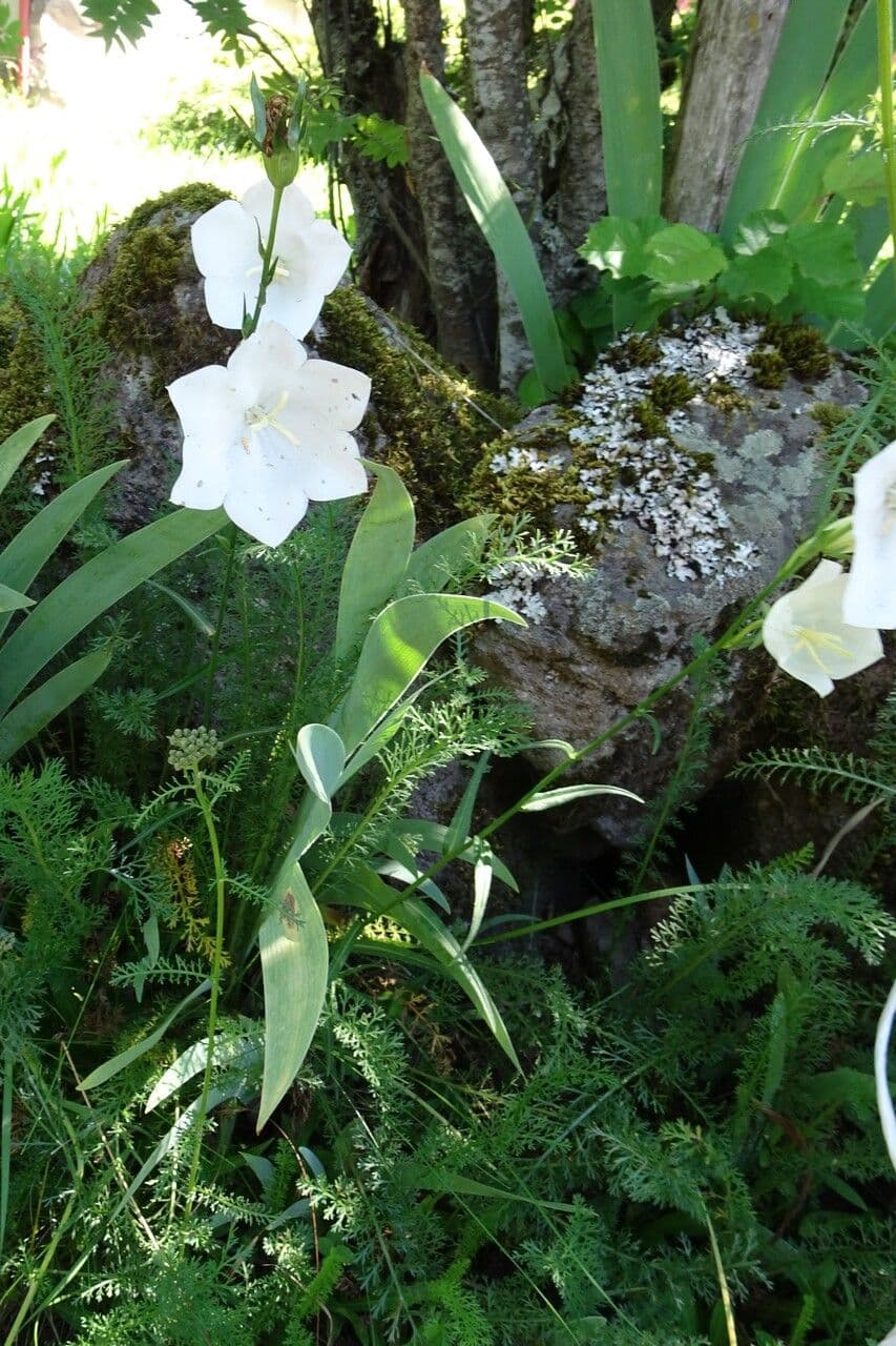 Campanilla 13