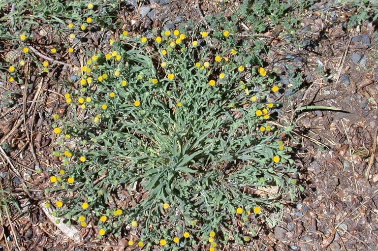Fleabane 4