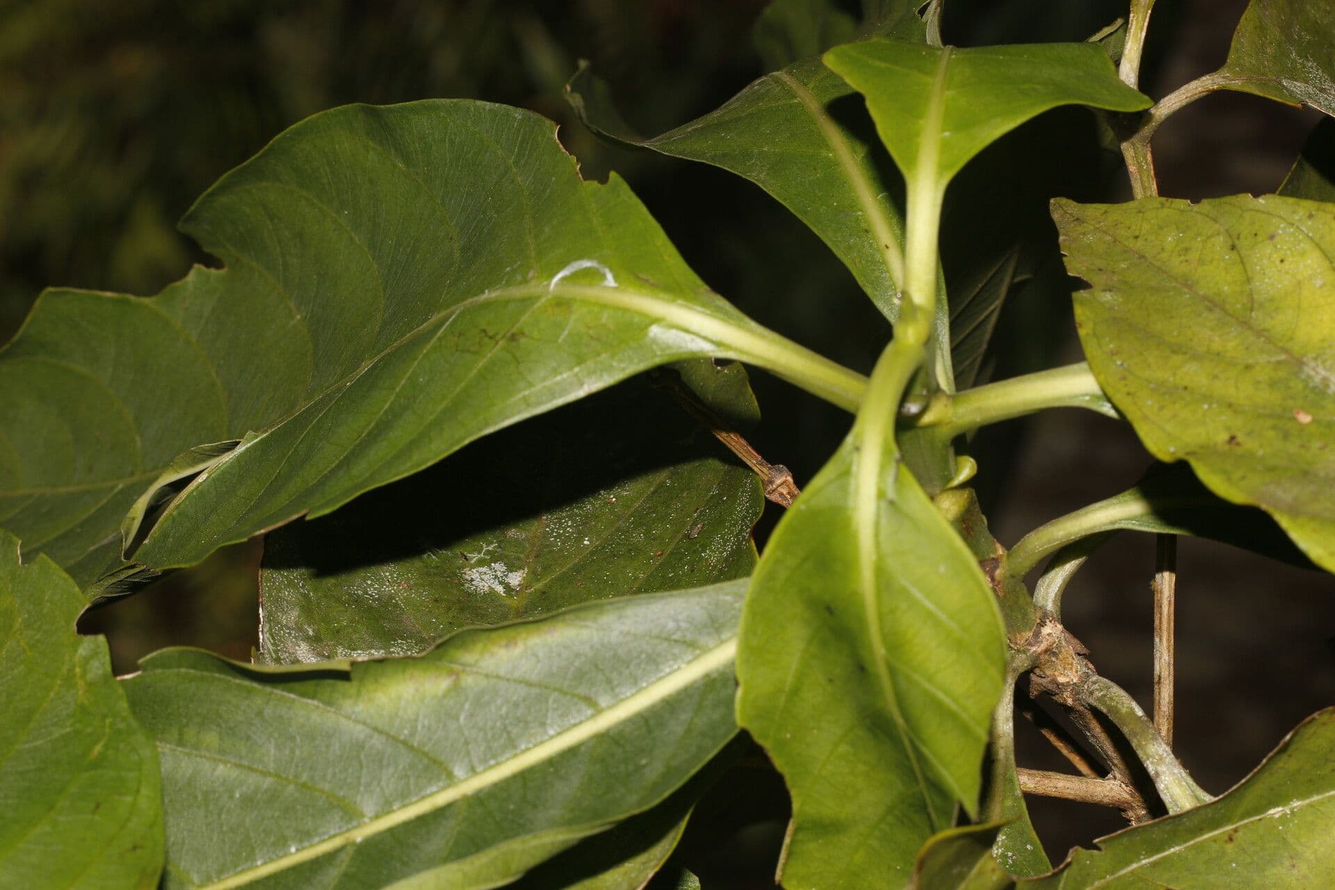 Morinda 4