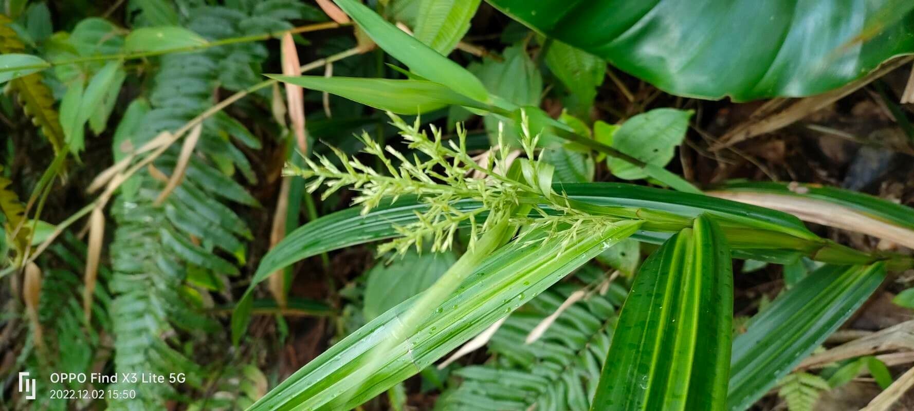 Scleria 3