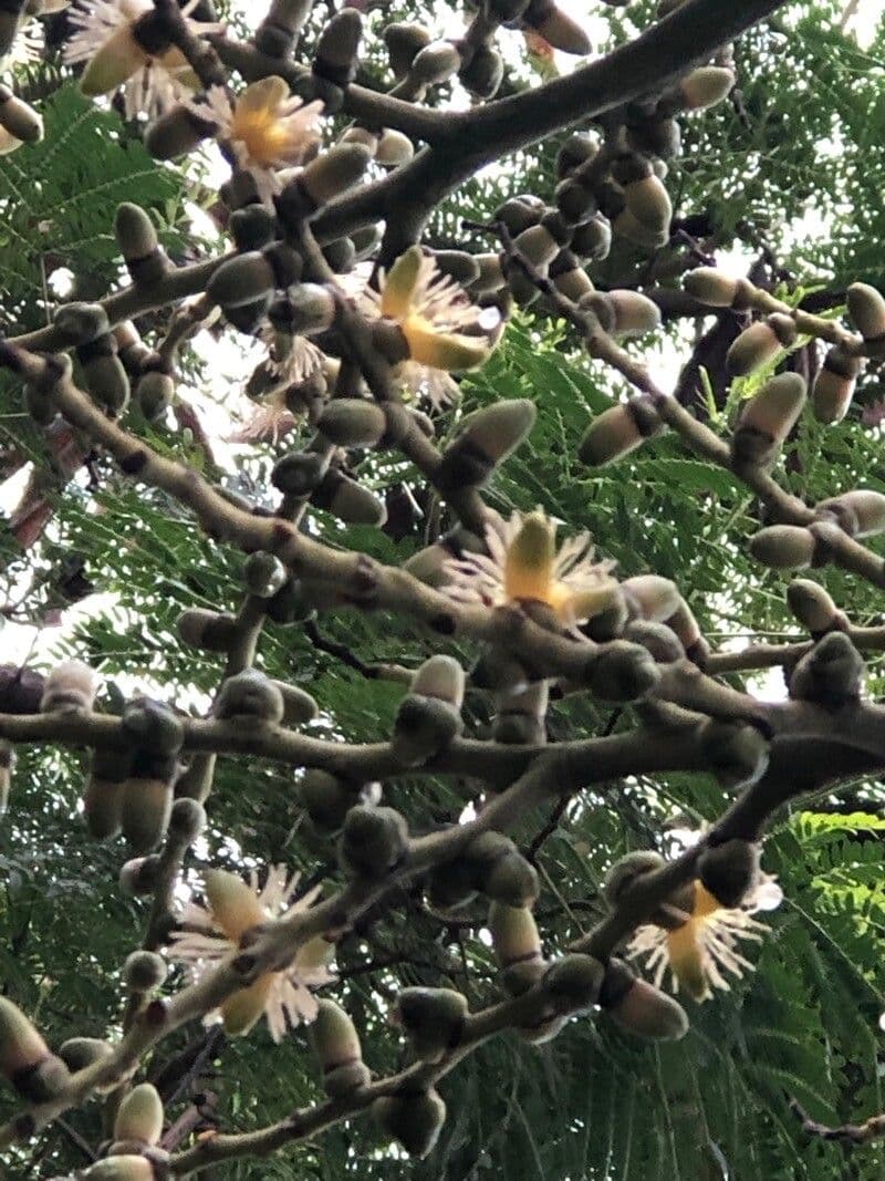 Fuchsschwanzpalme 6