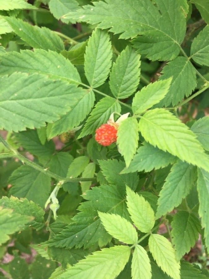 Rovo rosifoglio 3