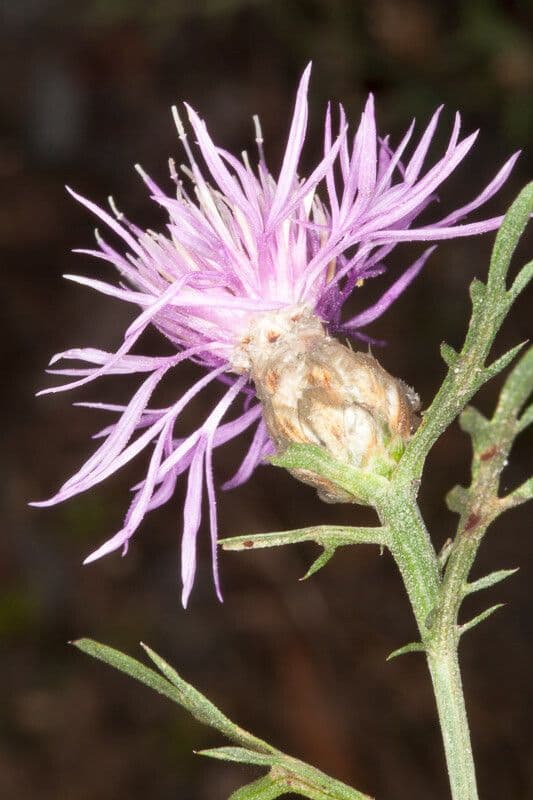 Centaurea 5