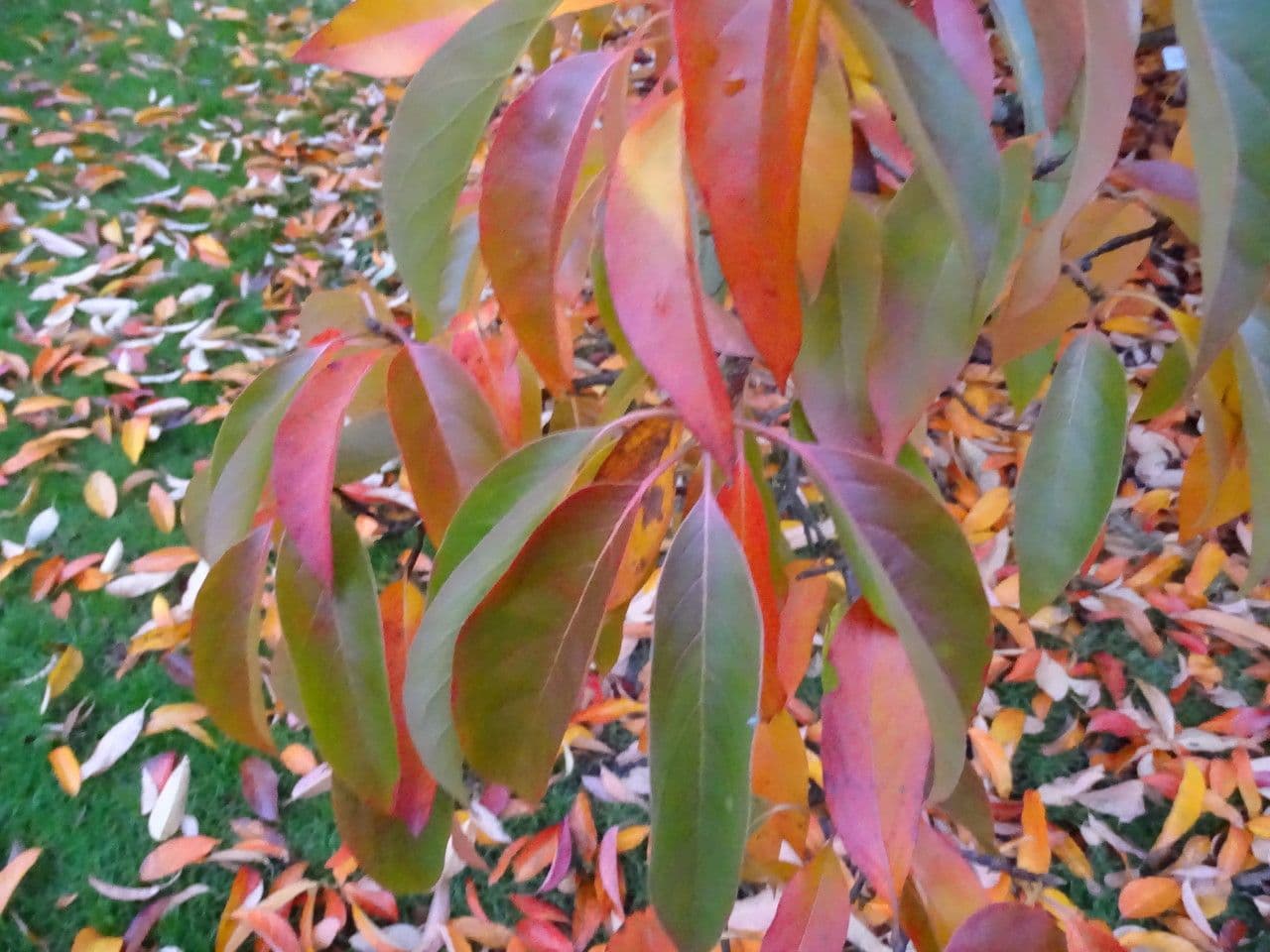 Chinese tupelo 2