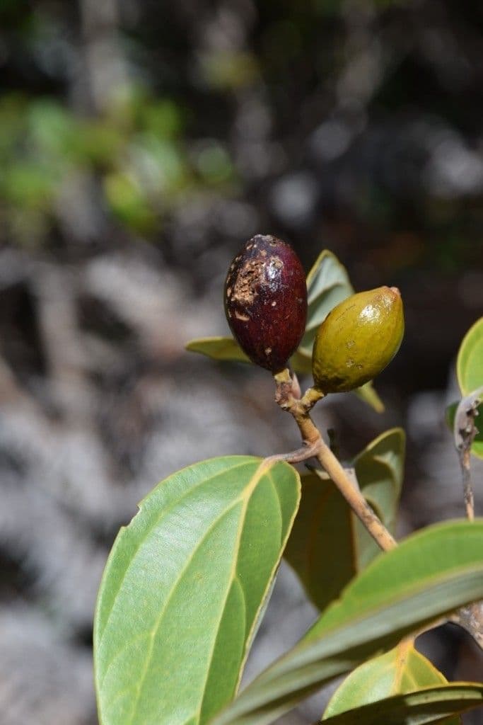 Cryptocarya 2