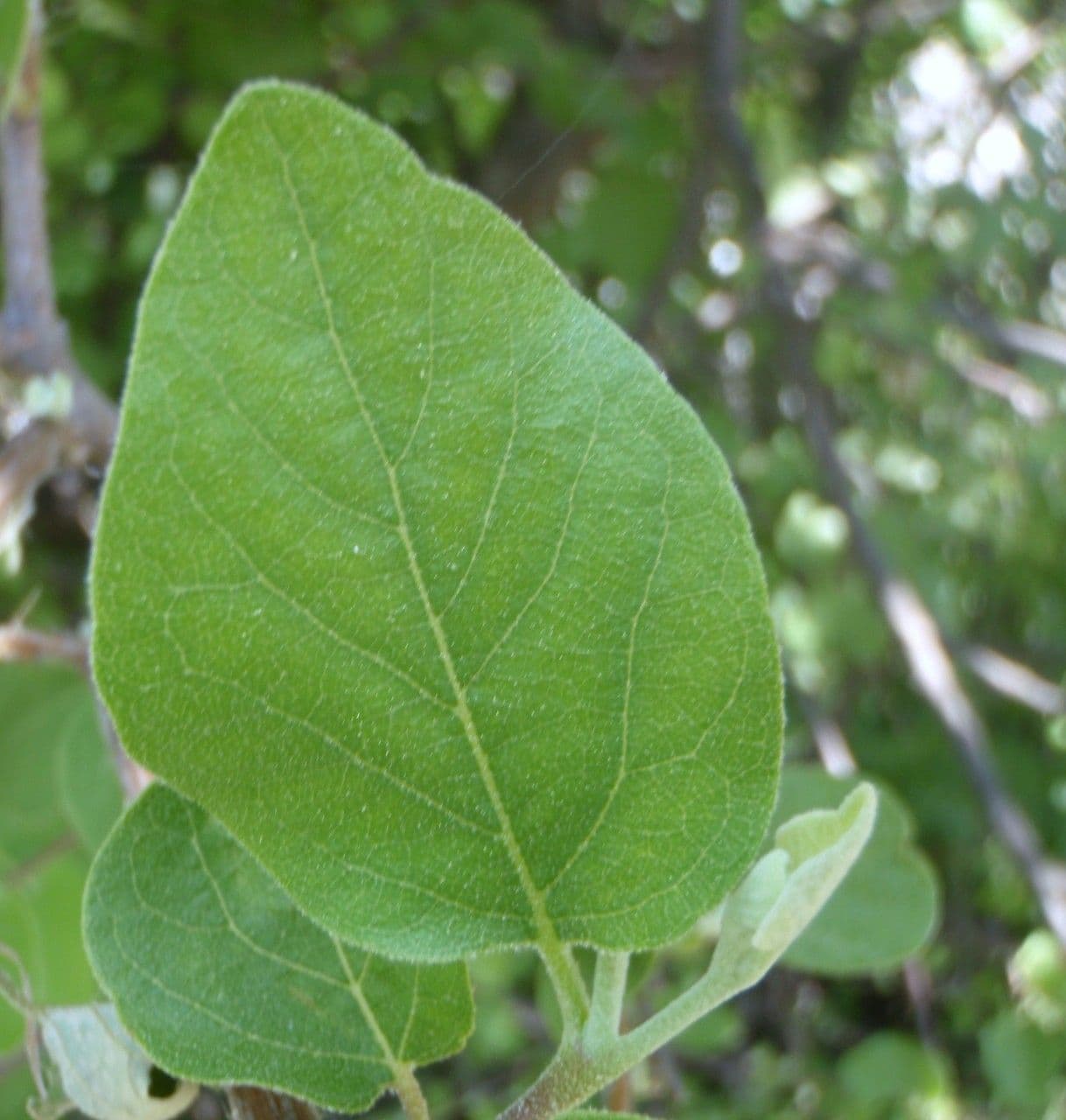 Styrax officinalis 16