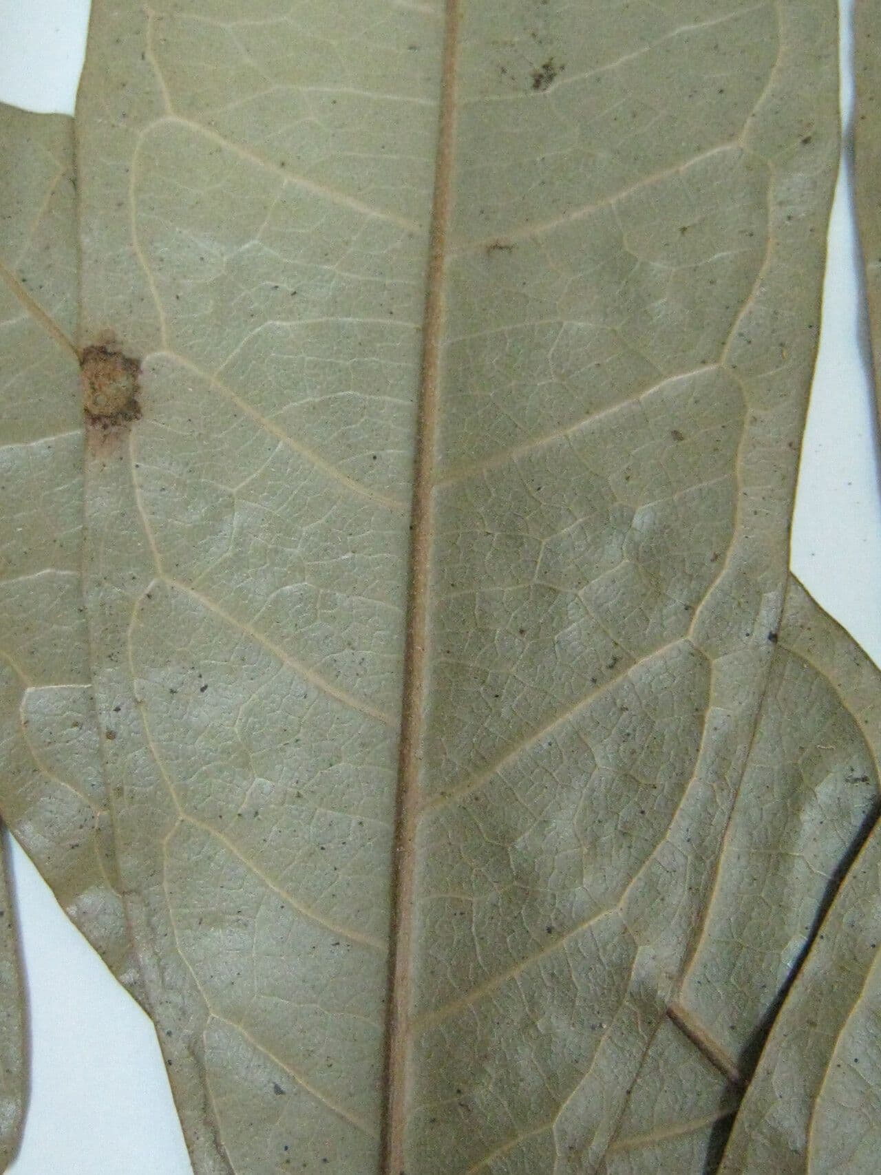 Duguetia 2