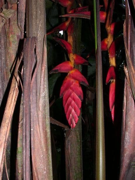 Helikonia brodata 4