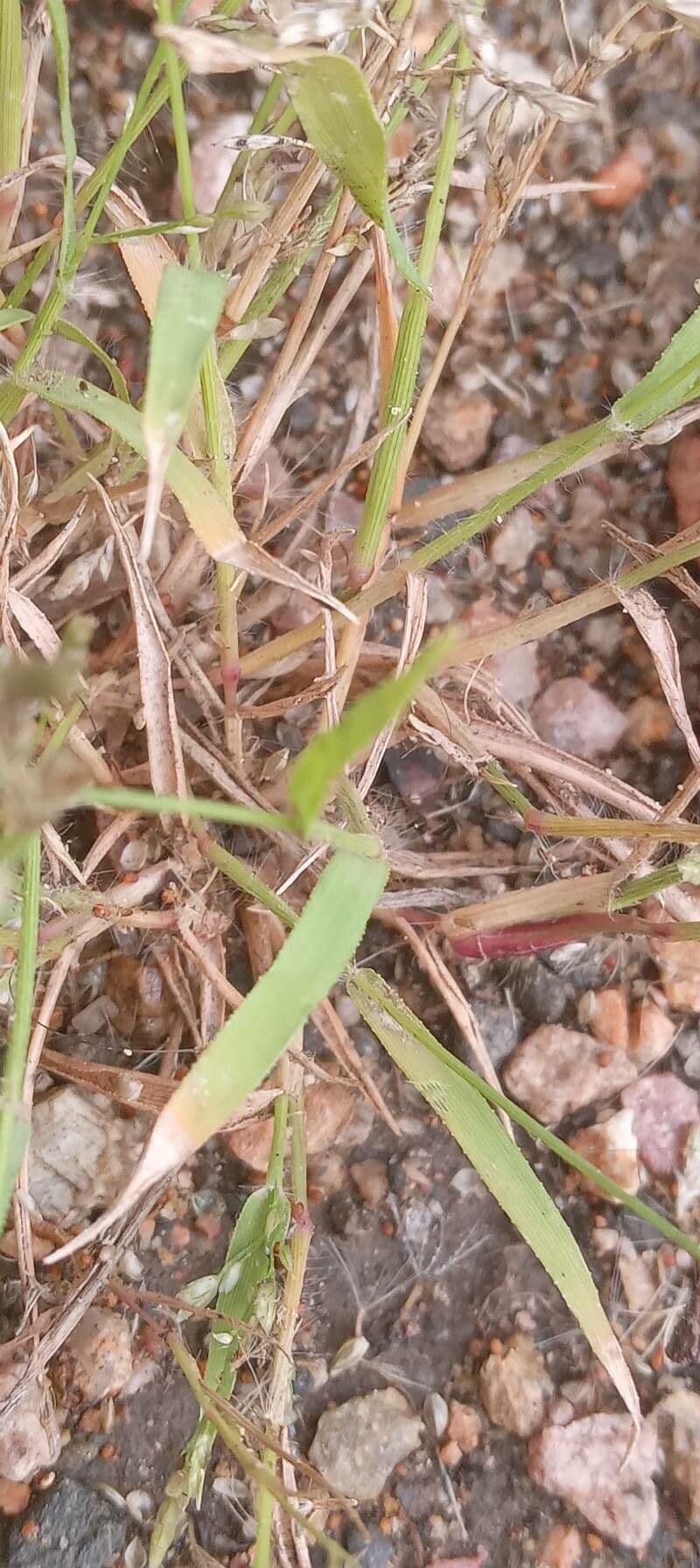 Fienarola minore 17