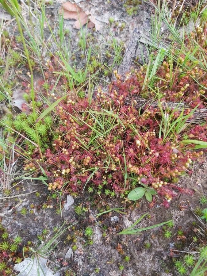 Drosera anglica 5