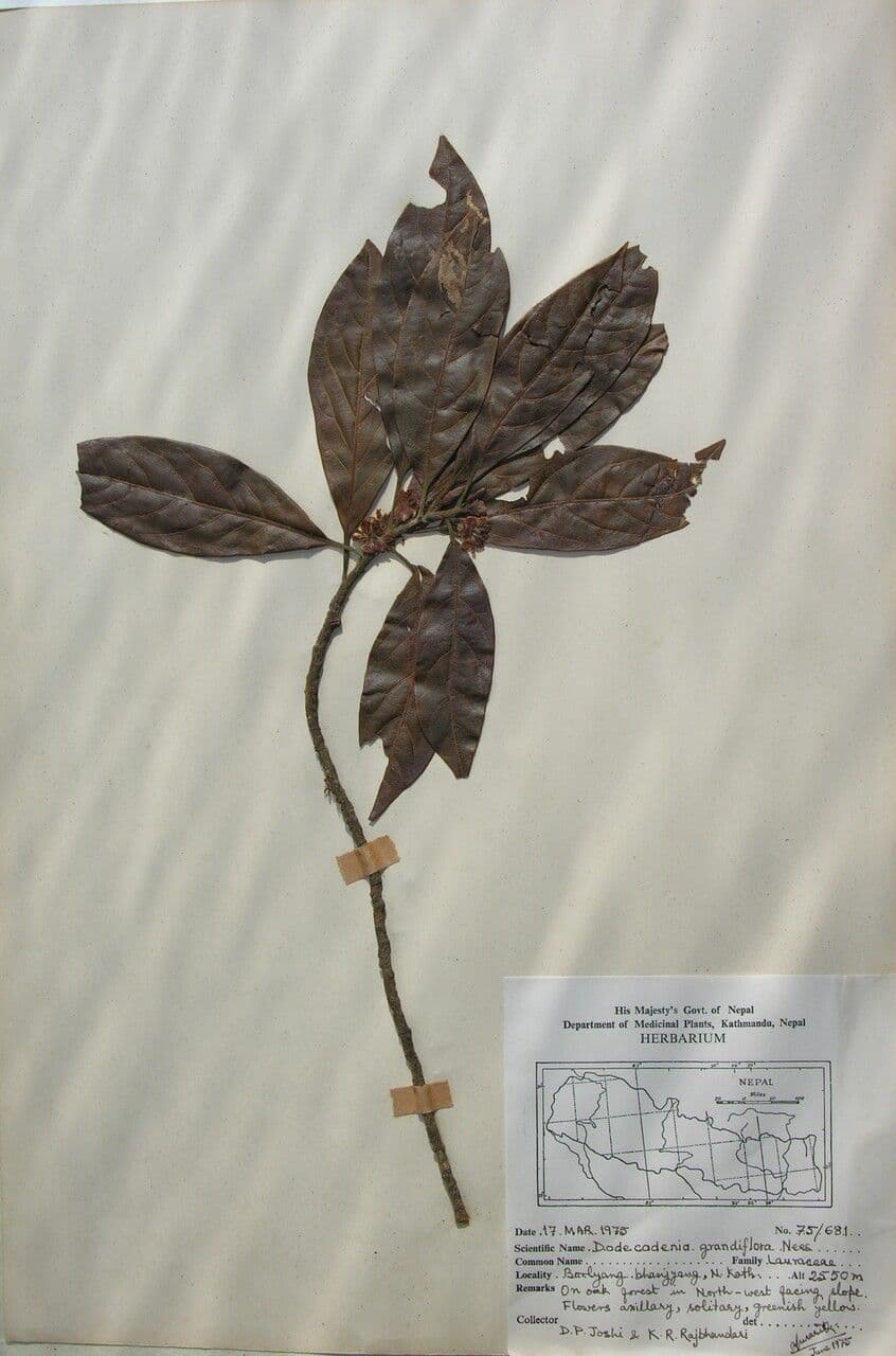 Dodecadenia 7