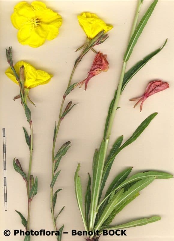 Onagra stricta 26