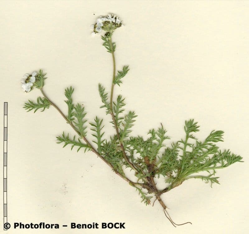 Achillea 13