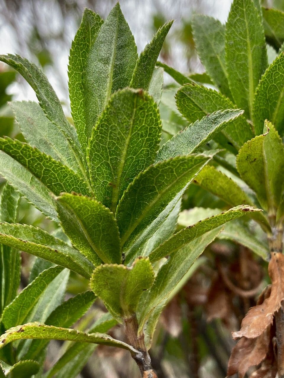 Plum-leaved Baccharis 13